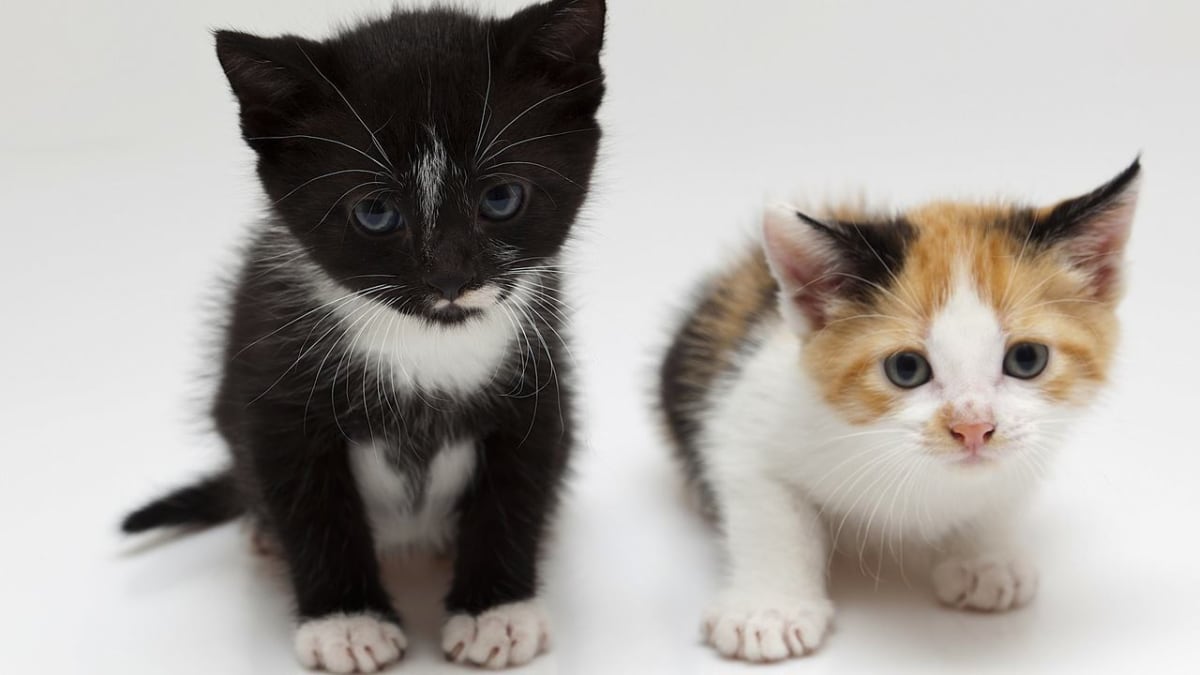 How to Know Which Small Cat Breed is Right for You Howcast