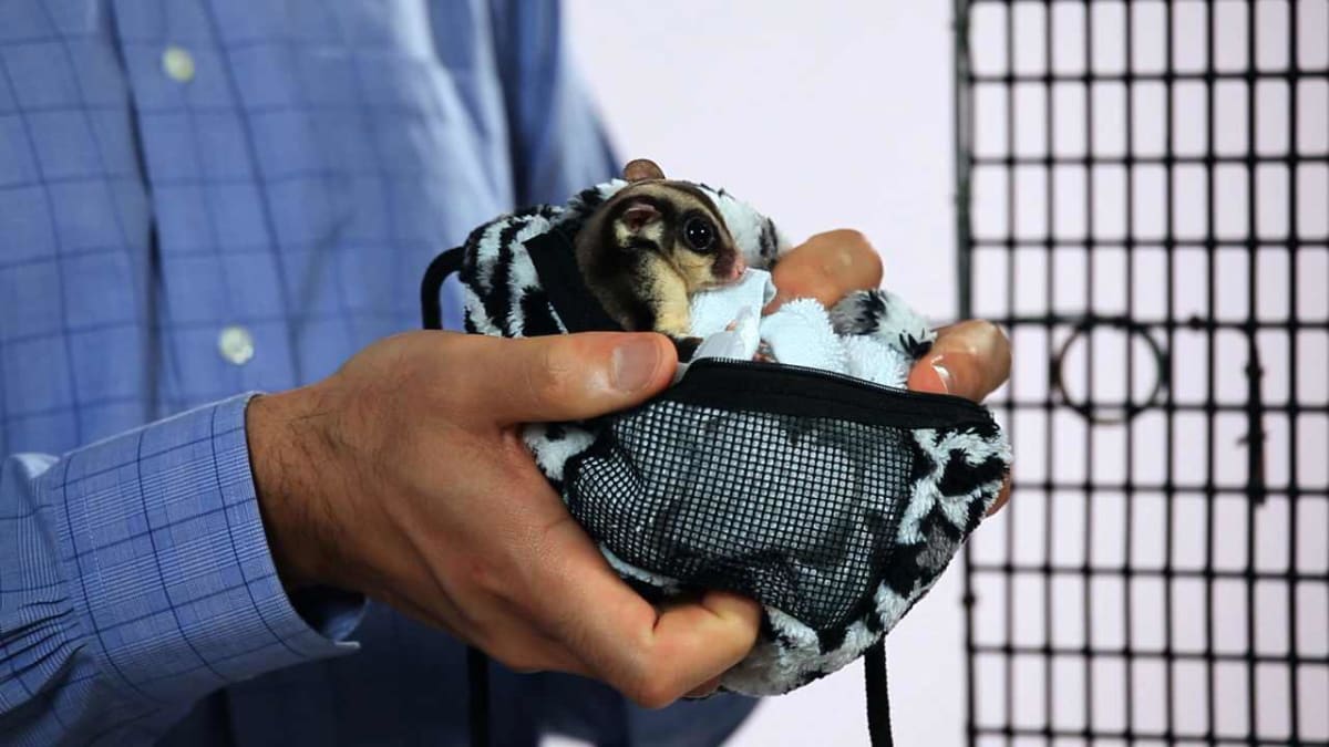 Sugar glider accessories 2025