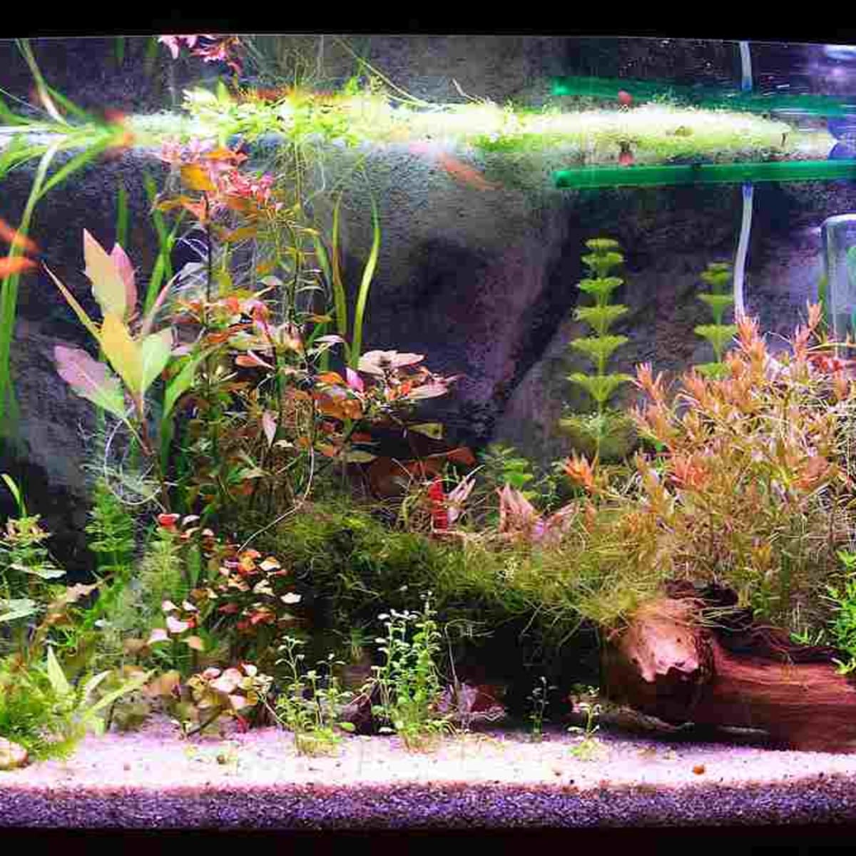 How To Clean A Fish Tank Filter Howcast