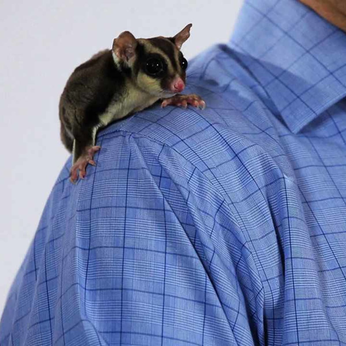 sugar glider adoption