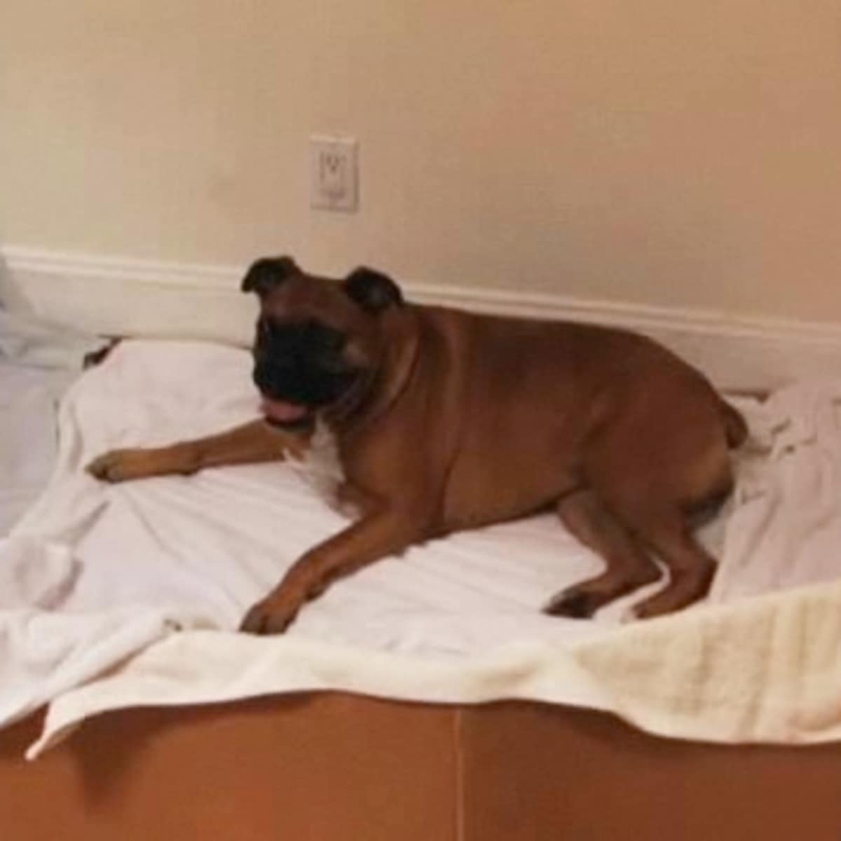 How Do You Tie A Puppys Umbilical Cord