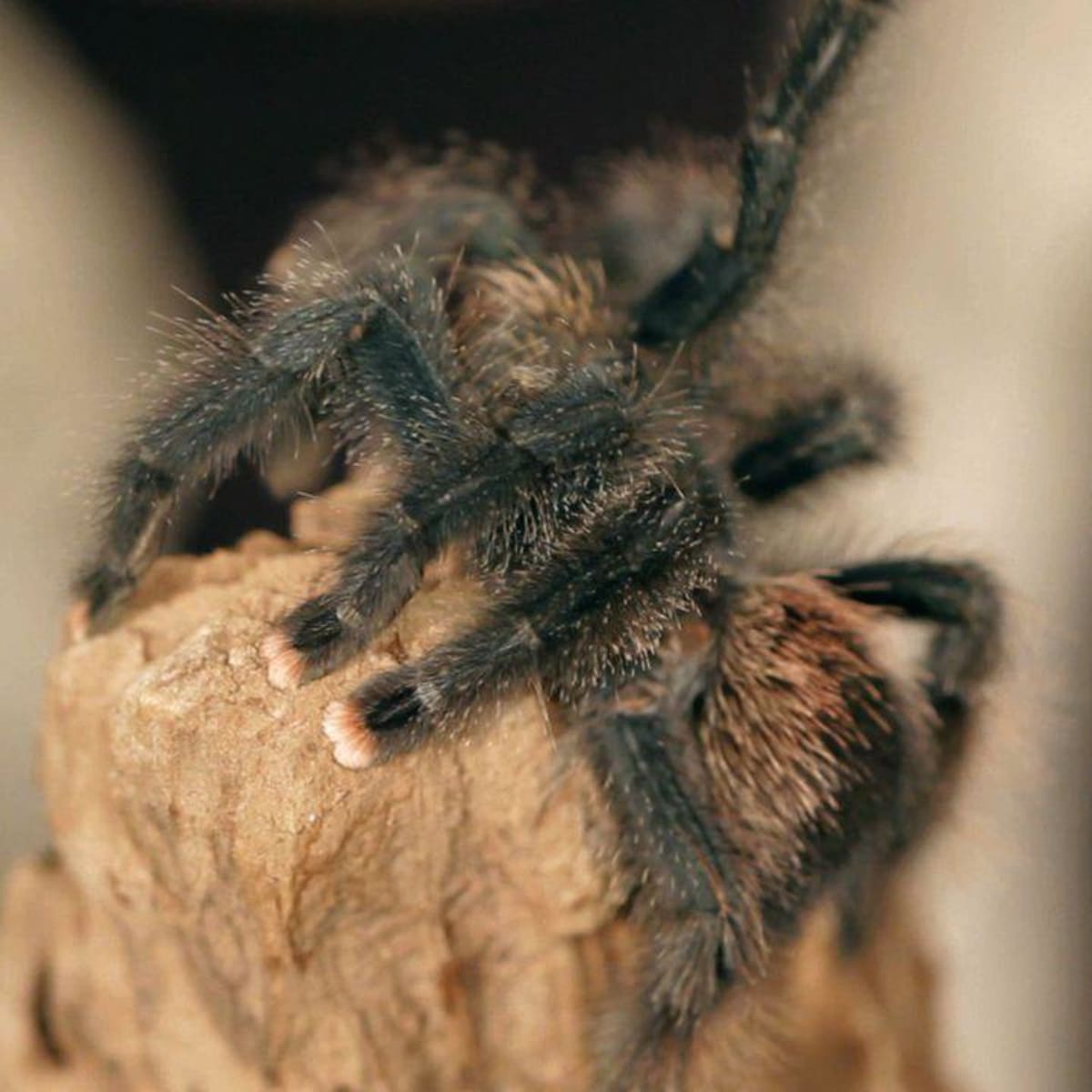 34 HQ Photos Are Tarantulas Nice Pets / Pet Tarantulas For Beginners Including How To Build A Tarantula Habitat