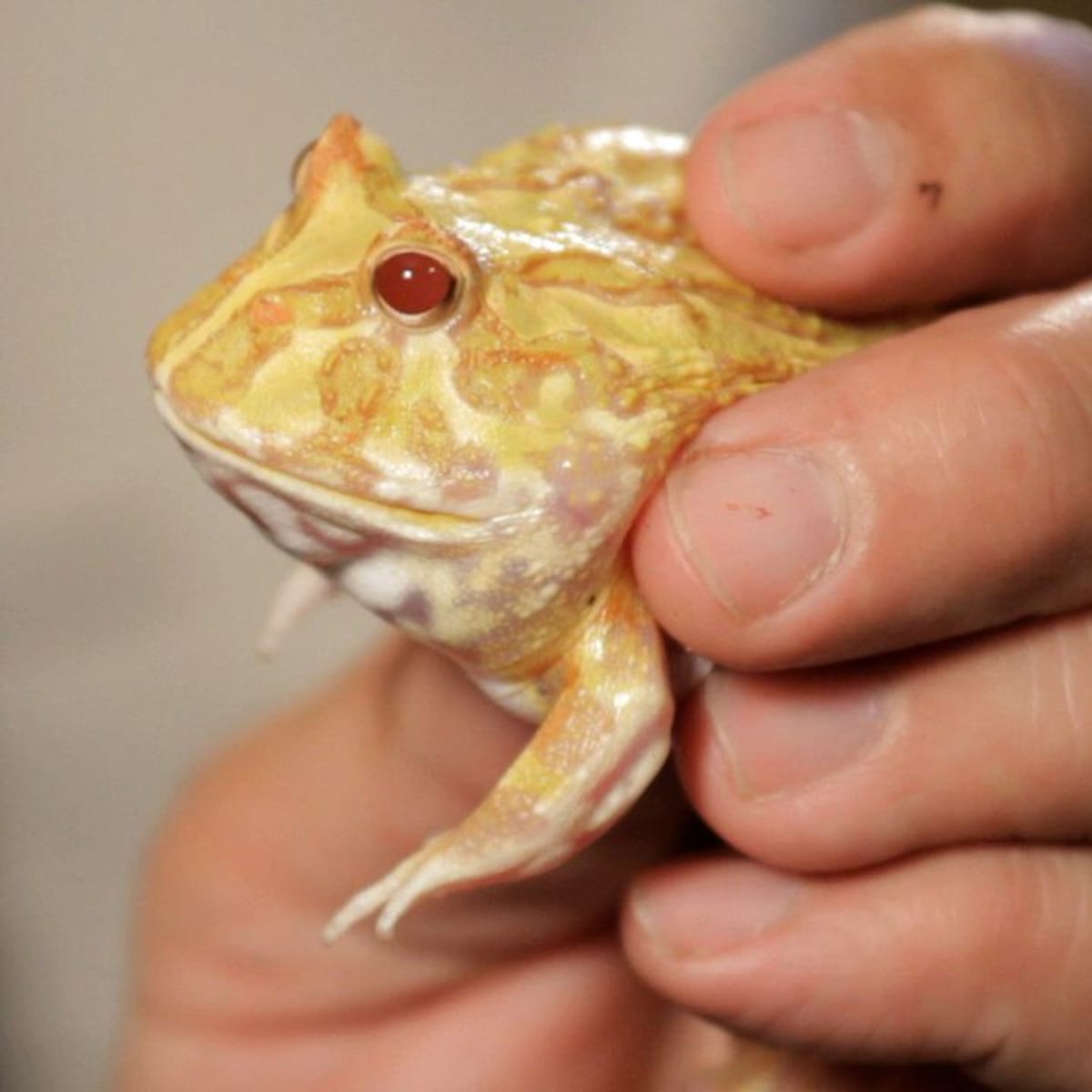 4 Cool Facts about Pac-Man Frogs - Howcast 4 Cool Facts about Pac-Man Frogs - Howcast