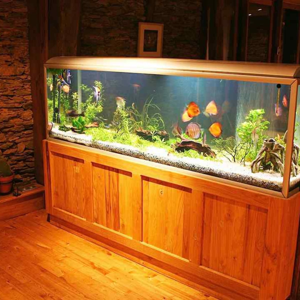 Huge Freshwater Tank Fish