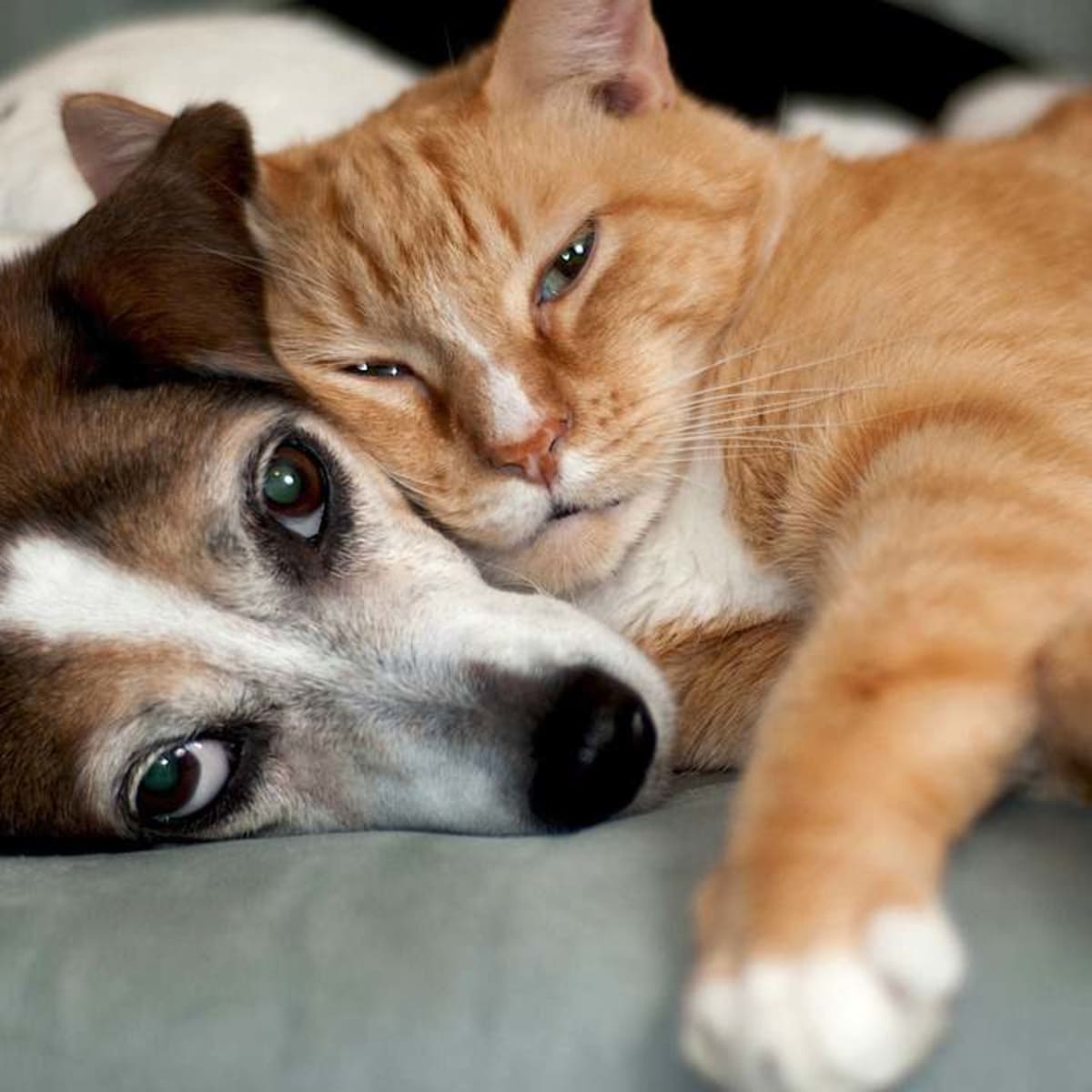 Can Dogs and Cats Get Along?