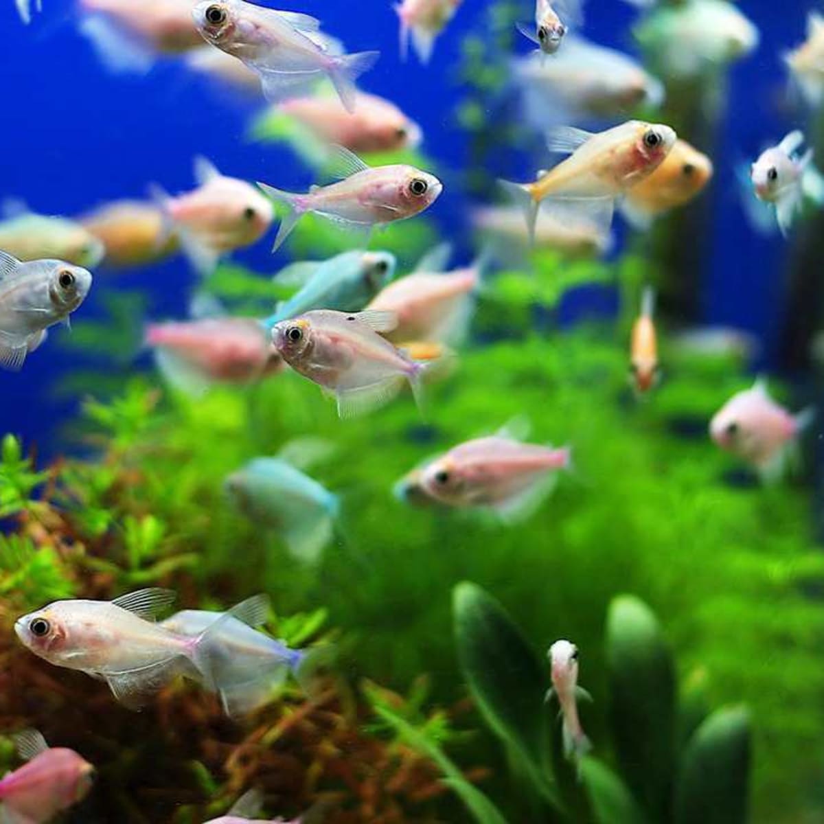 Пенится вода в аквариуме. Аквариум пресный. Fish Tank. Перенаселение в аквариуме. Аквариумные растения для начинающих аквариумистов неприхотливые.