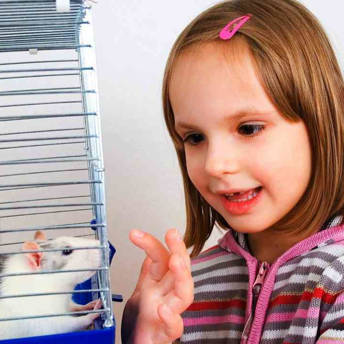 how to clean a rat cage