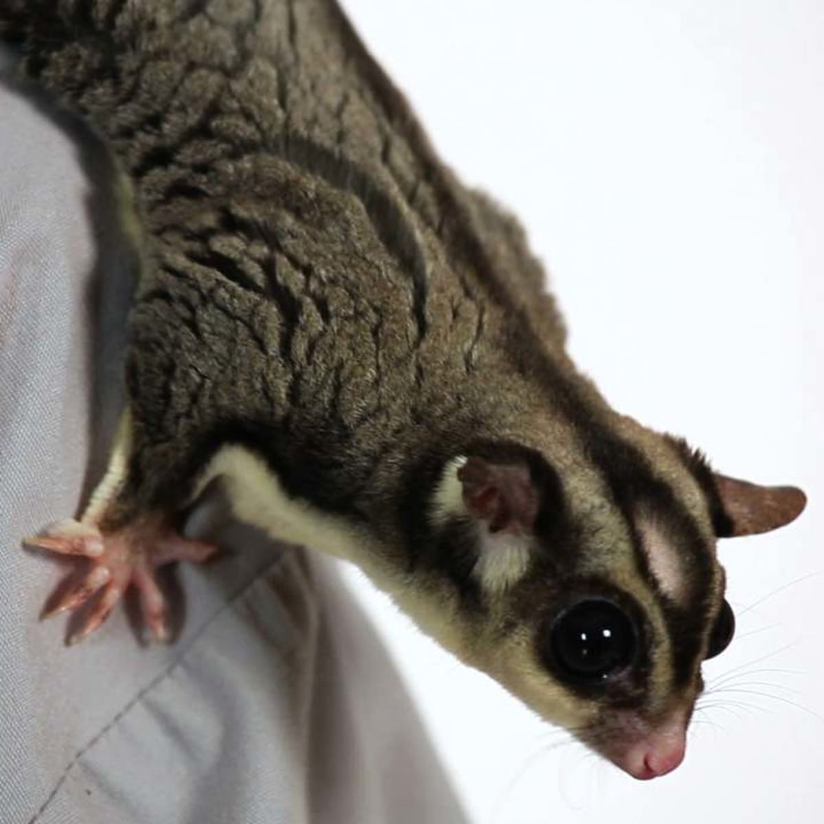 How Much Does a Sugar Glider Cost? - Howcast