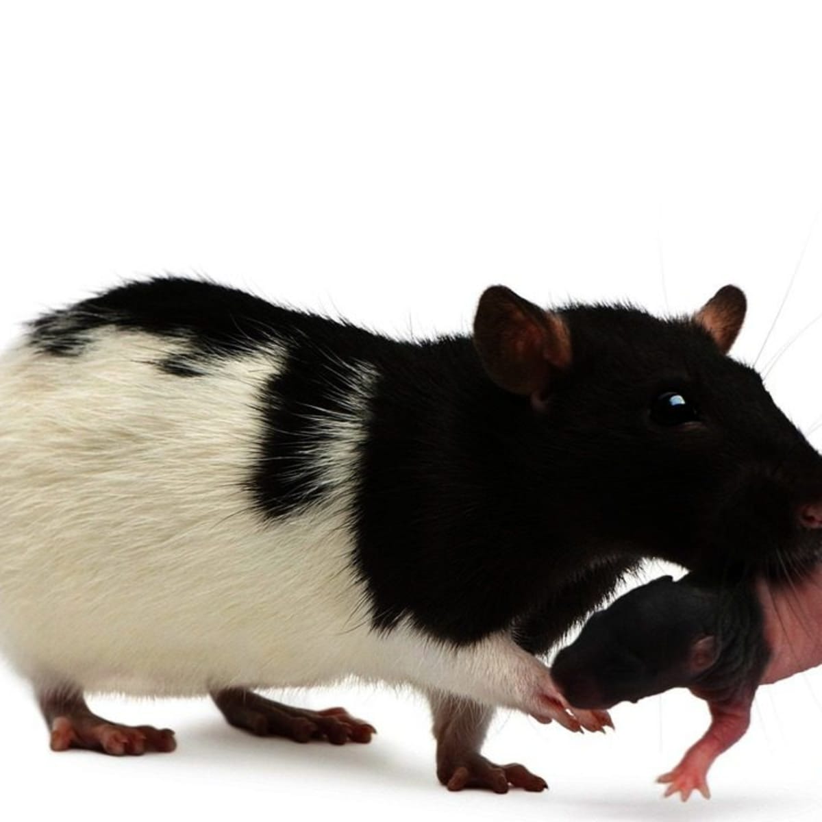 How to Take Care of a Baby Pet Rat - Howcast