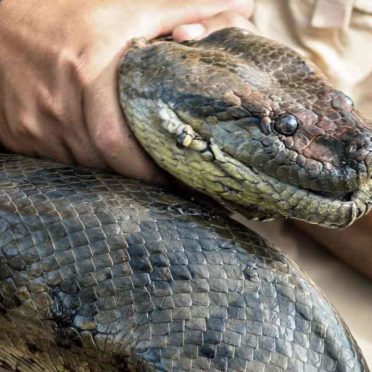 3 Biggest Snakes In The World Howcast