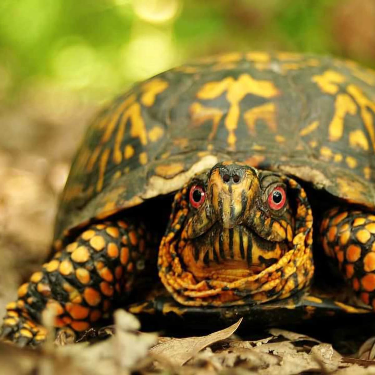 Owning a pet sales turtle