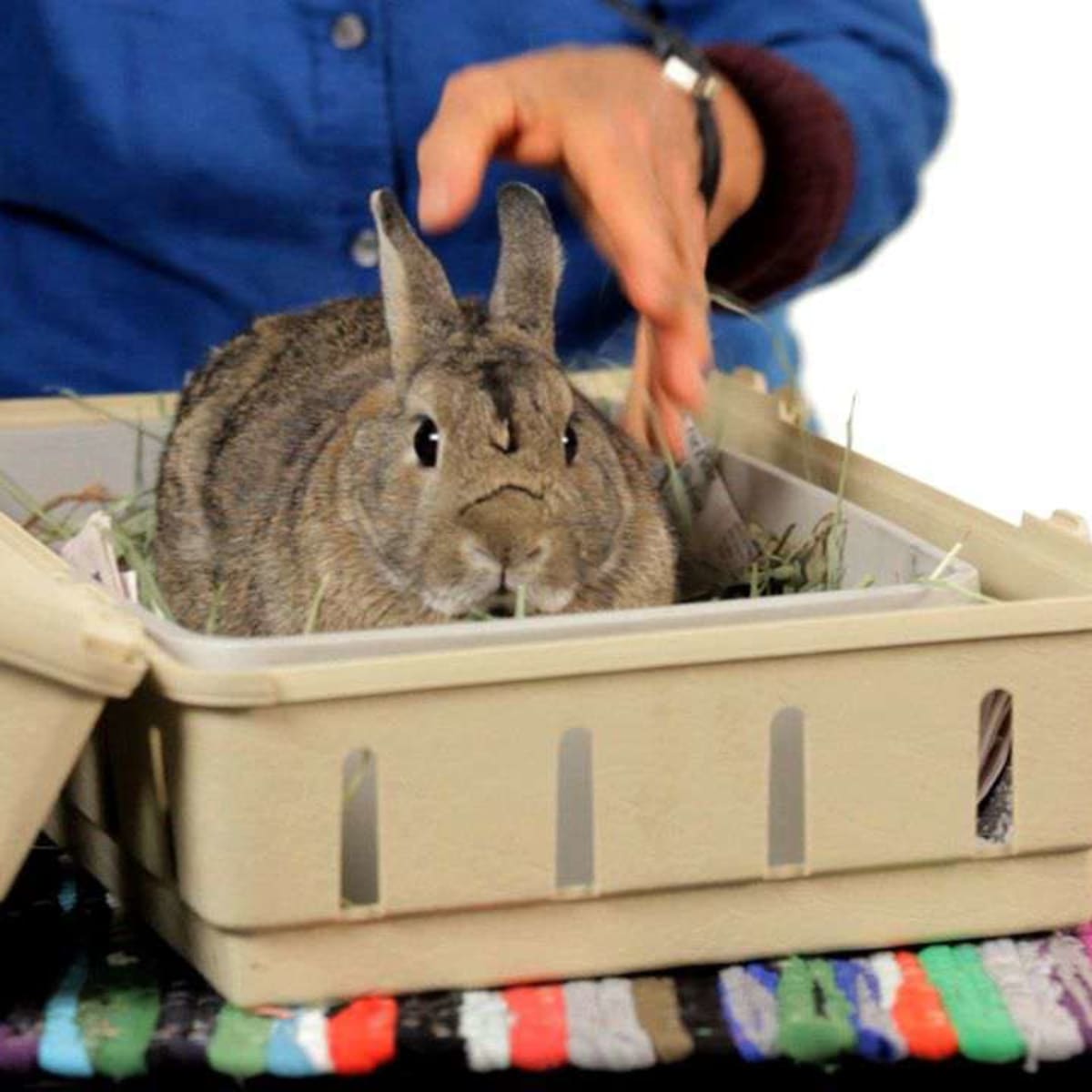 Clamshell rabbit carrier on sale