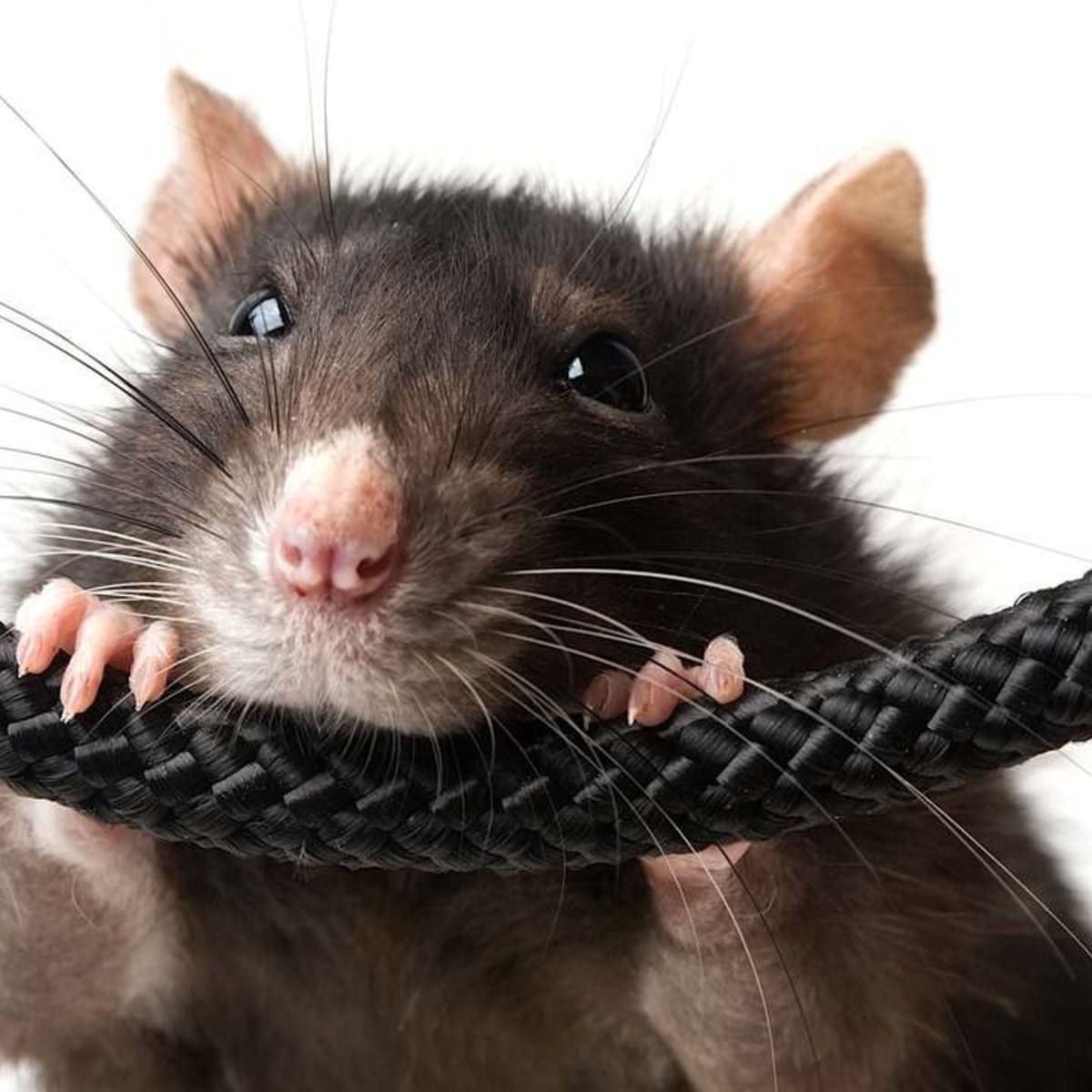 Toys for cheap rodents