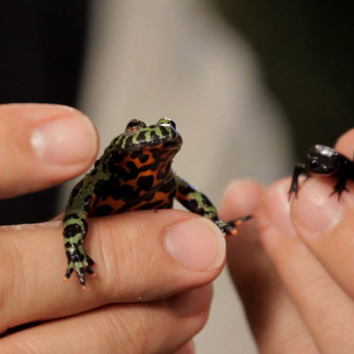 Fire belly toad hotsell care