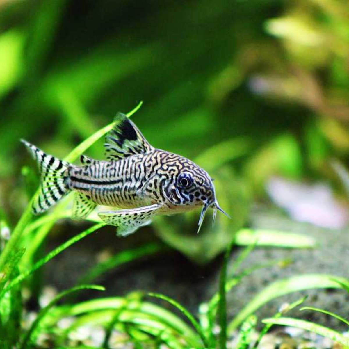 How to Pick Bottom Eating Fish Howcast