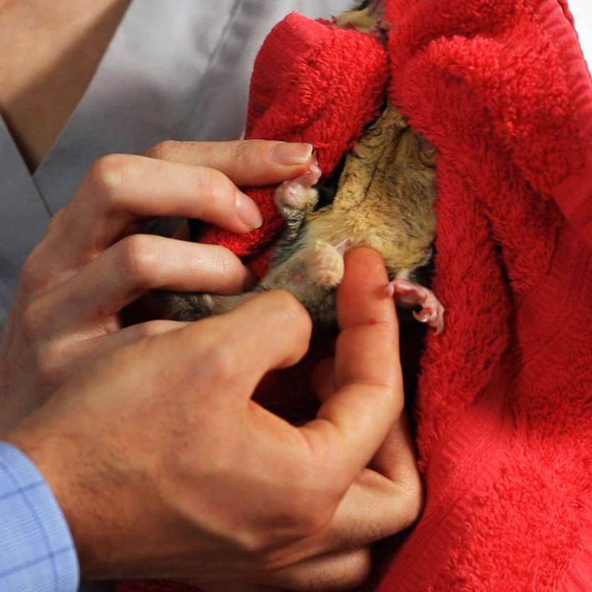 Neutering outlet sugar gliders