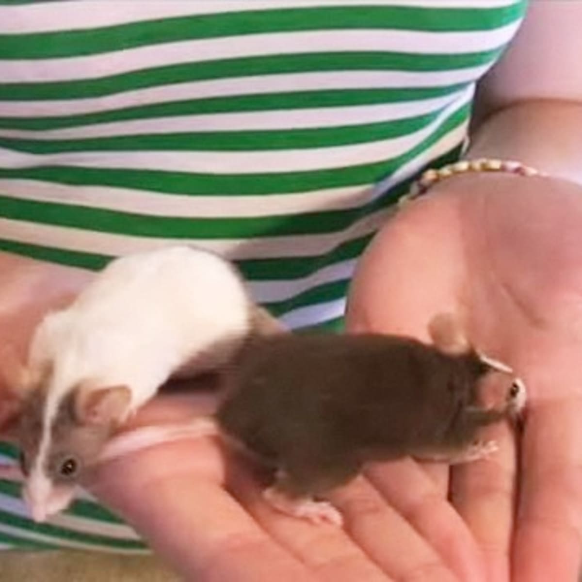 Female mice for sale hotsell