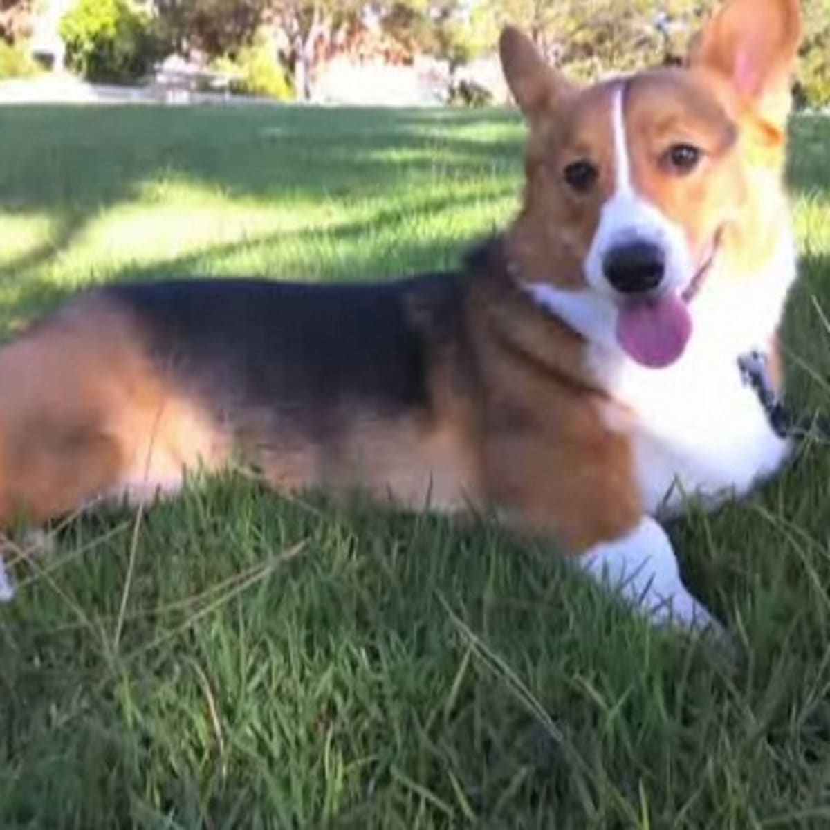 Corgi pros store and cons