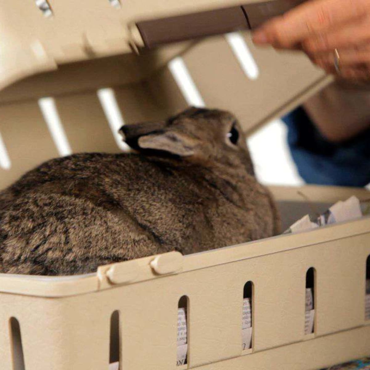 Pet rabbit carrier 2025