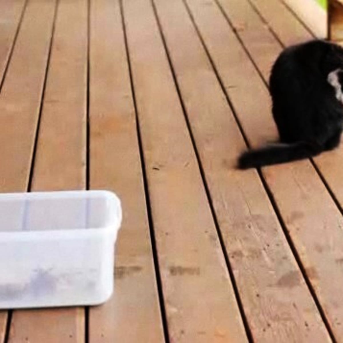 Can you train a cat to go best sale outside for bathroom