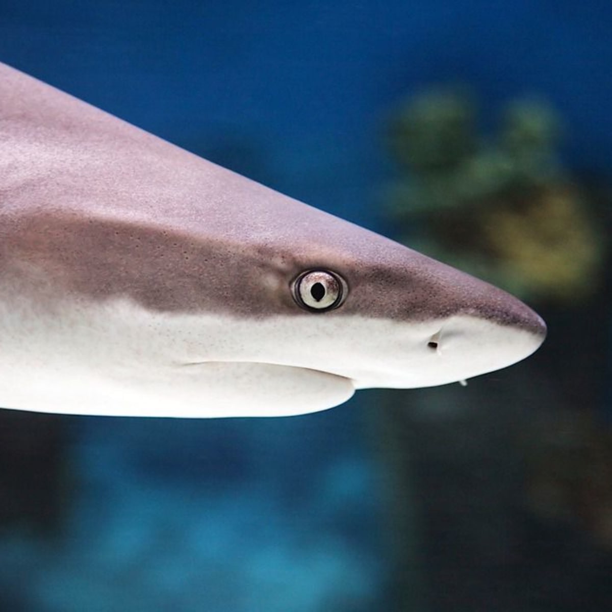 Shark in deals a fish tank