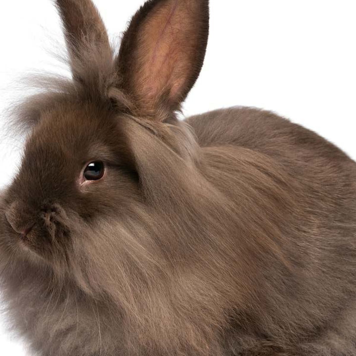 Lion outlet haired rabbit