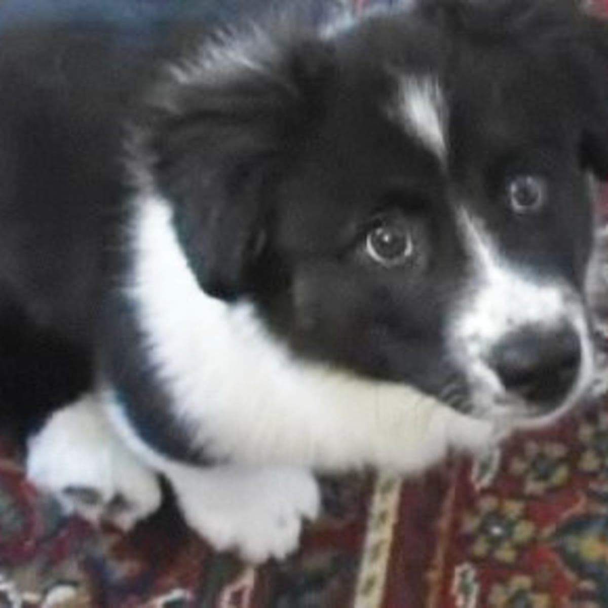 Ckc dog on sale