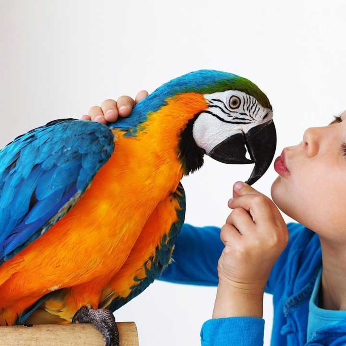 Best pet bird for hot sale me