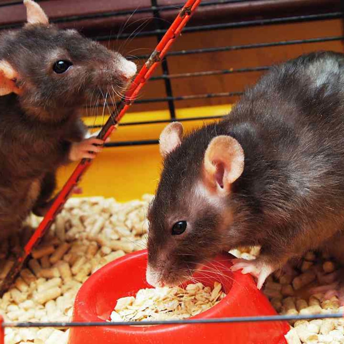 Pet Rat Litter Bedding Howcast