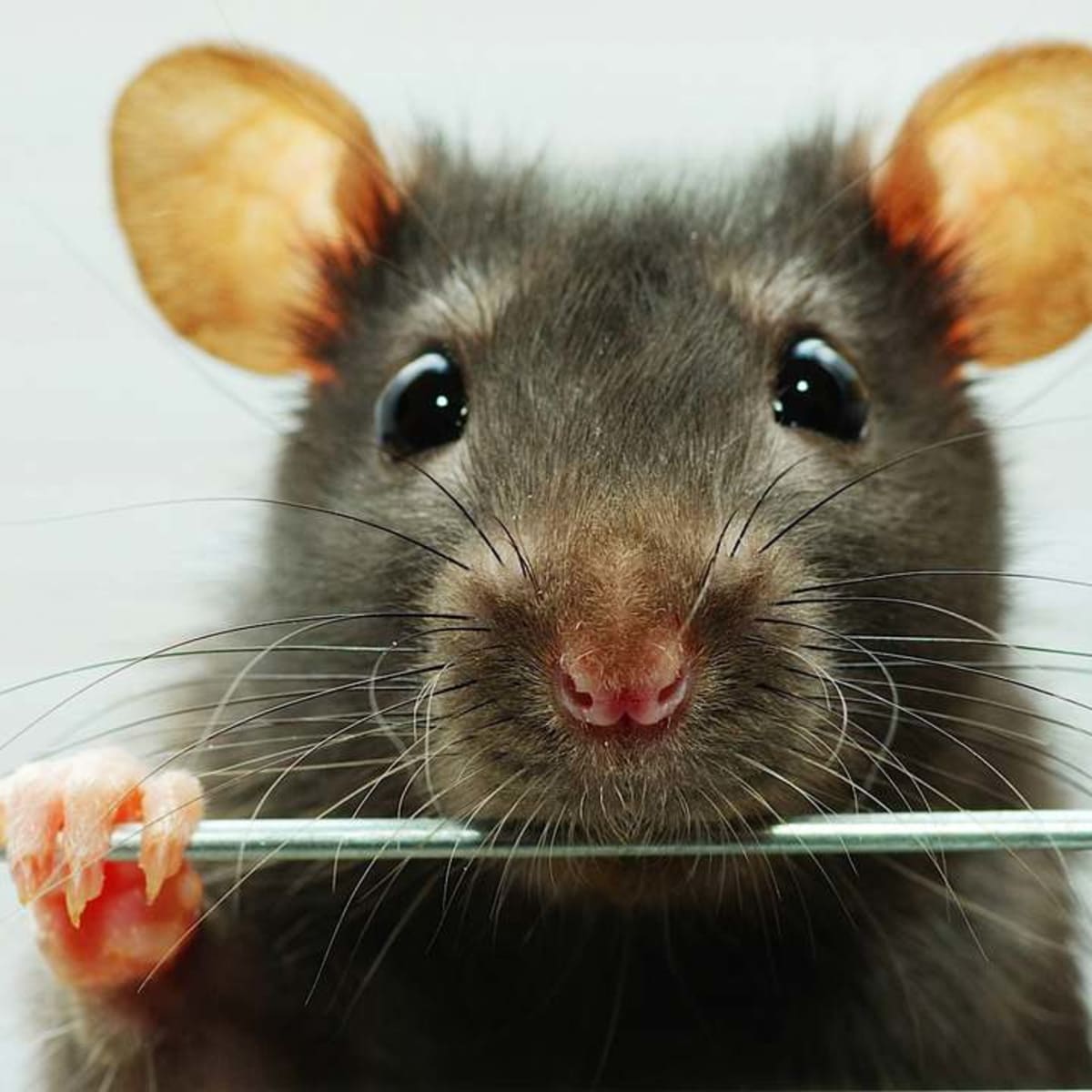 Pet 2025 rat setup