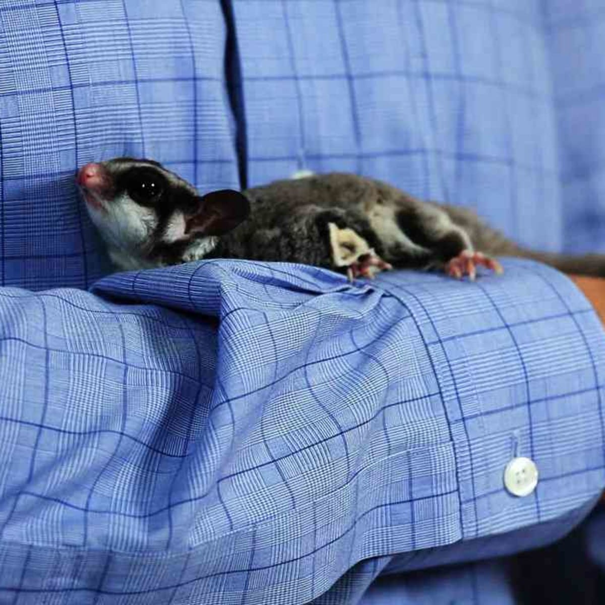 Bonding with cheap your sugar glider