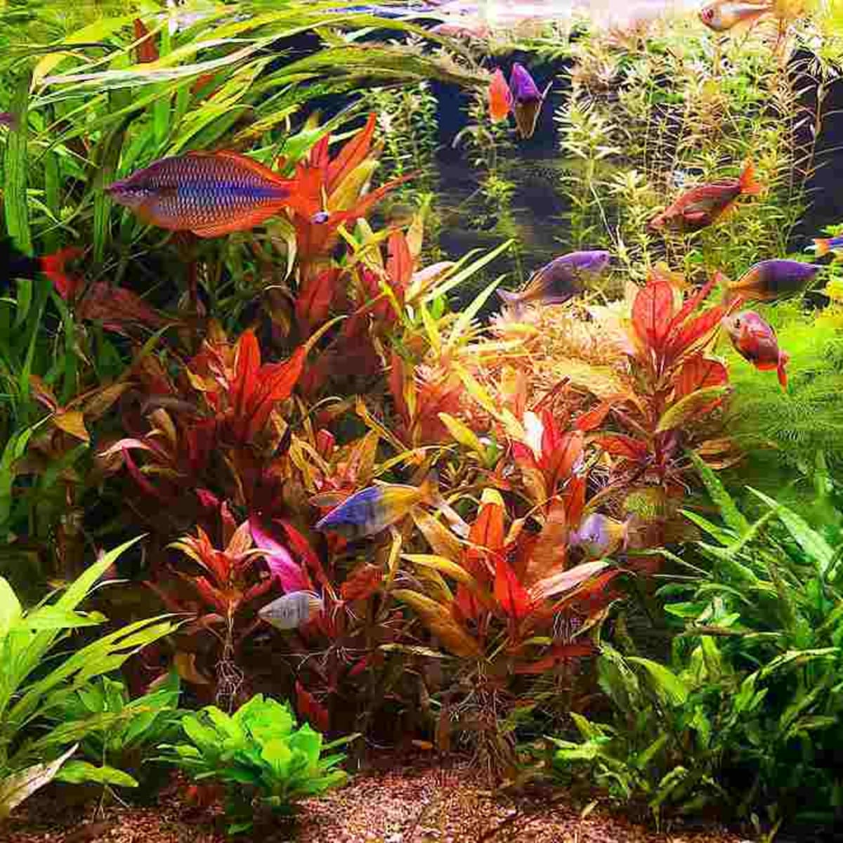 How to Remove Red Algae from a Fish Tank Howcast