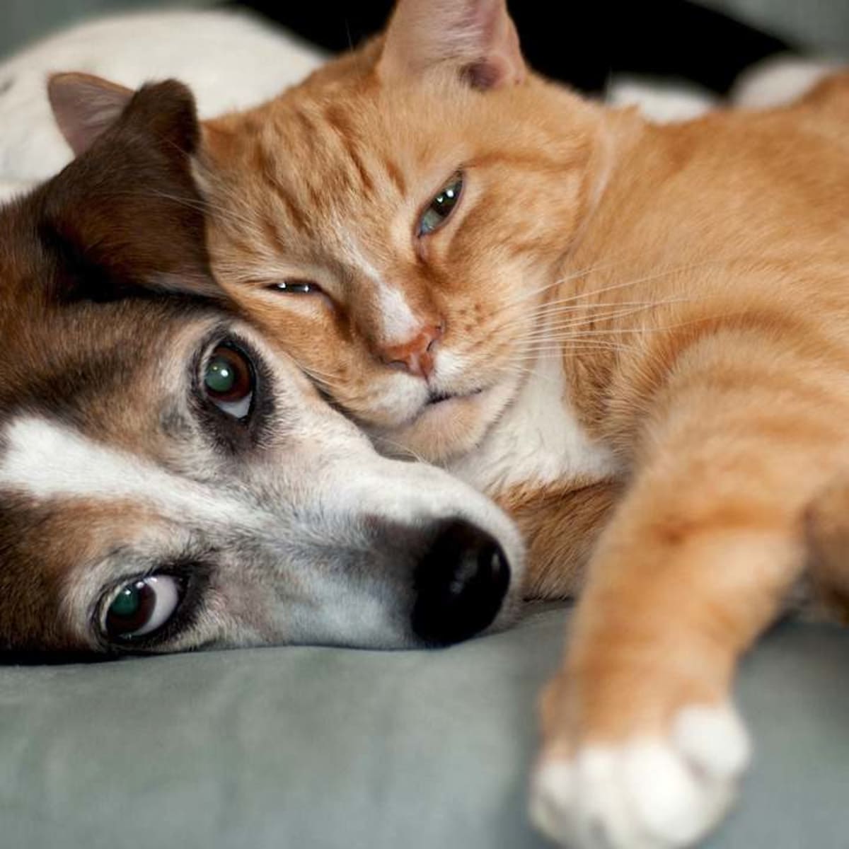 Will cats clearance get along