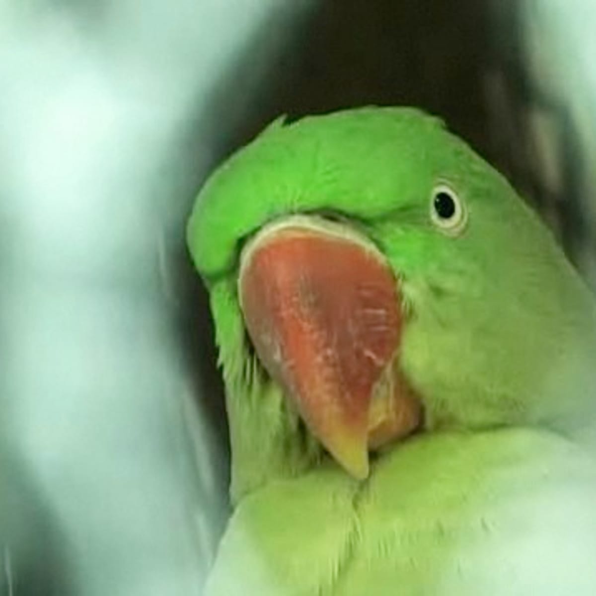 Hookbill bird sale