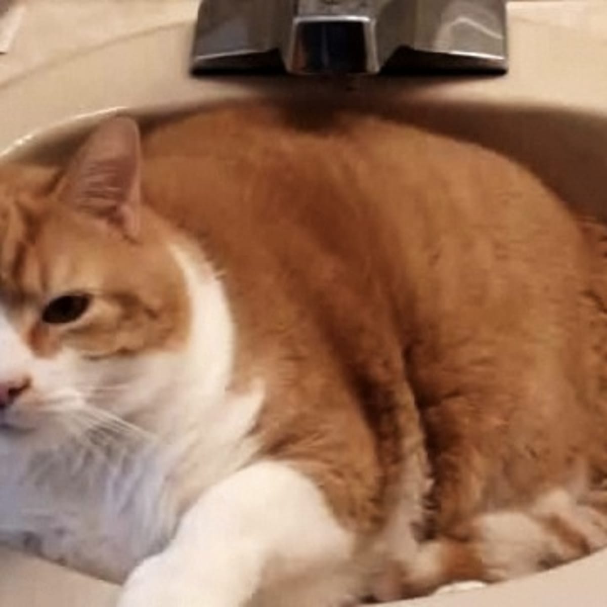 How to get cat sale pee out of a mattress