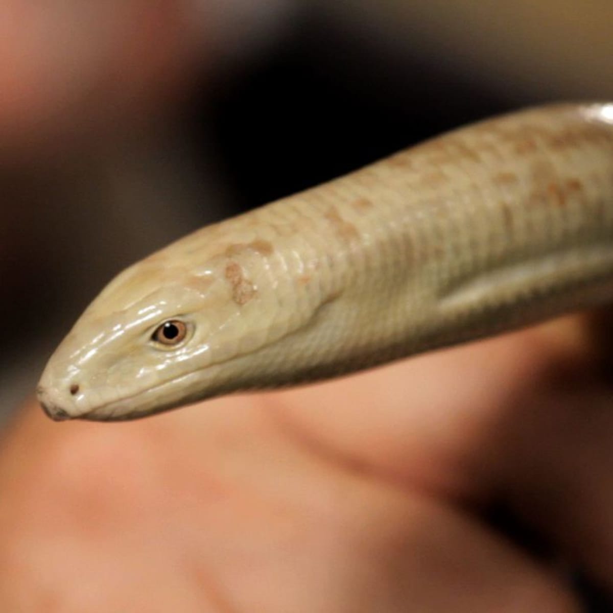 Legless outlet lizard pet