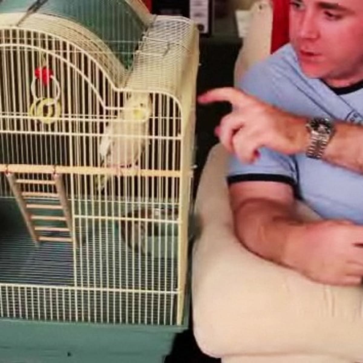 How to Choose the Best Location for Your Birdcage Howcast