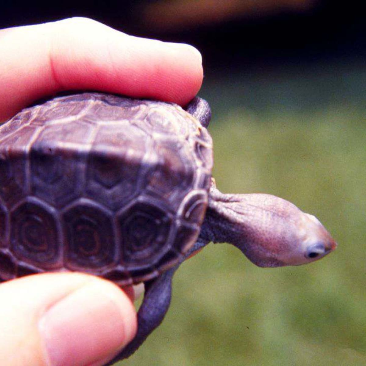 Small turtle care 2025