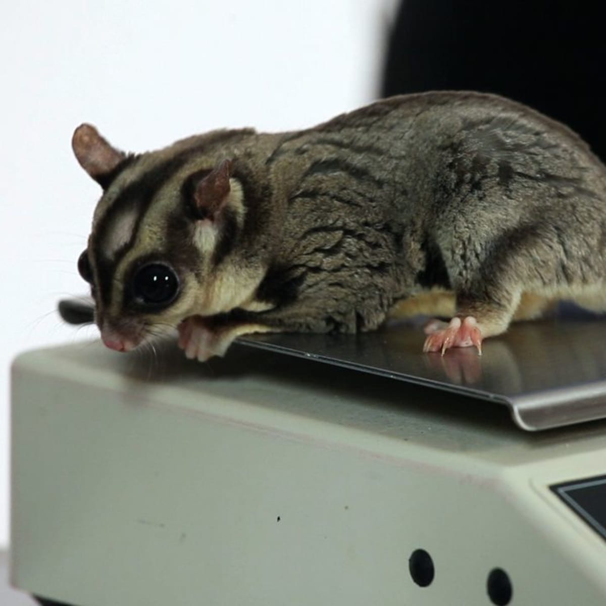 Male and female sugar gliders 2025