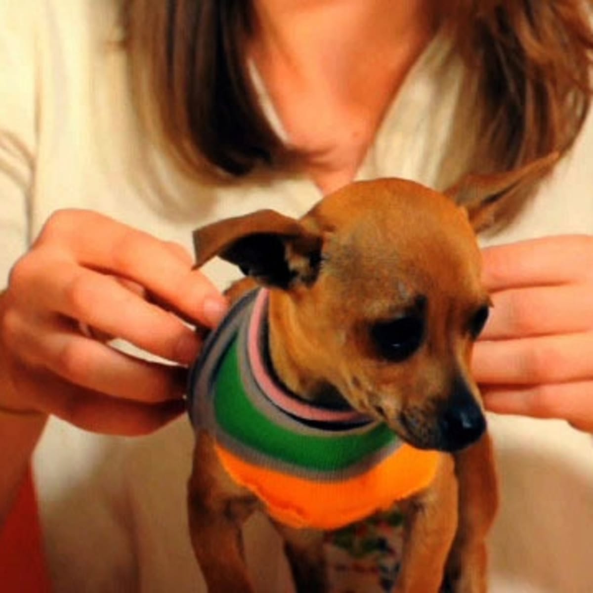 Tiny on sale dog sweater