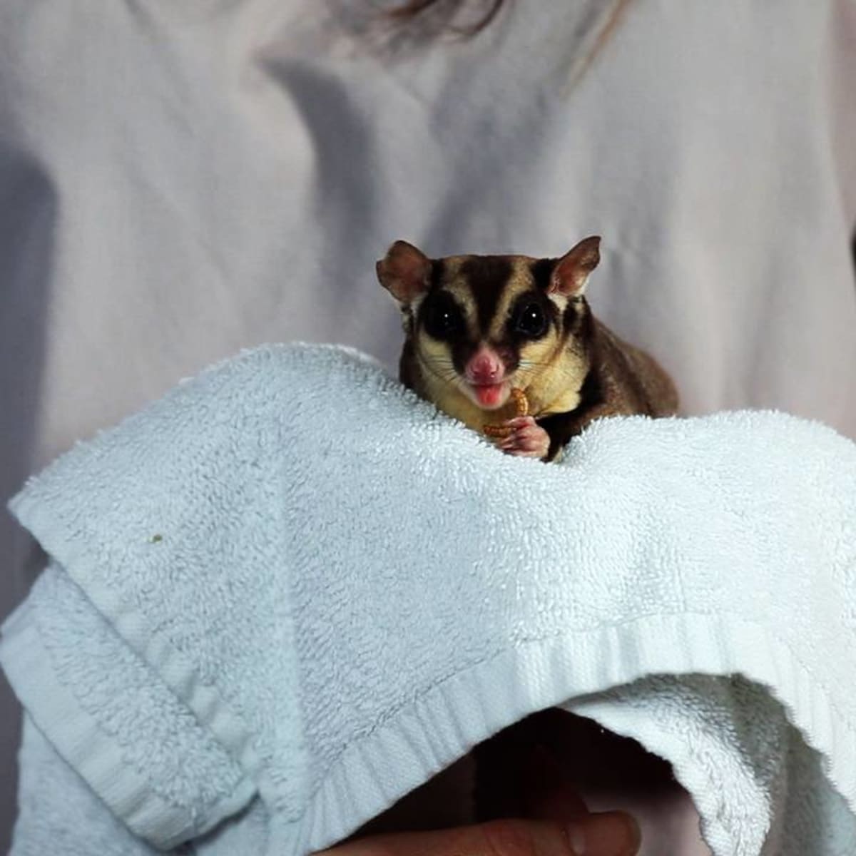 Sugar glider illegal clearance