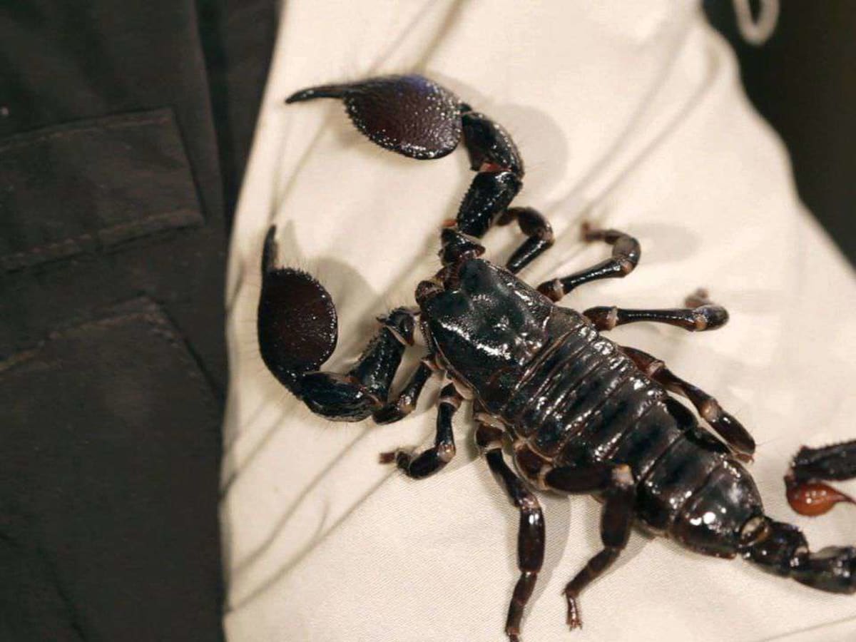 9 Cool Facts & Care Tips For Emperor Scorpions - Howcast