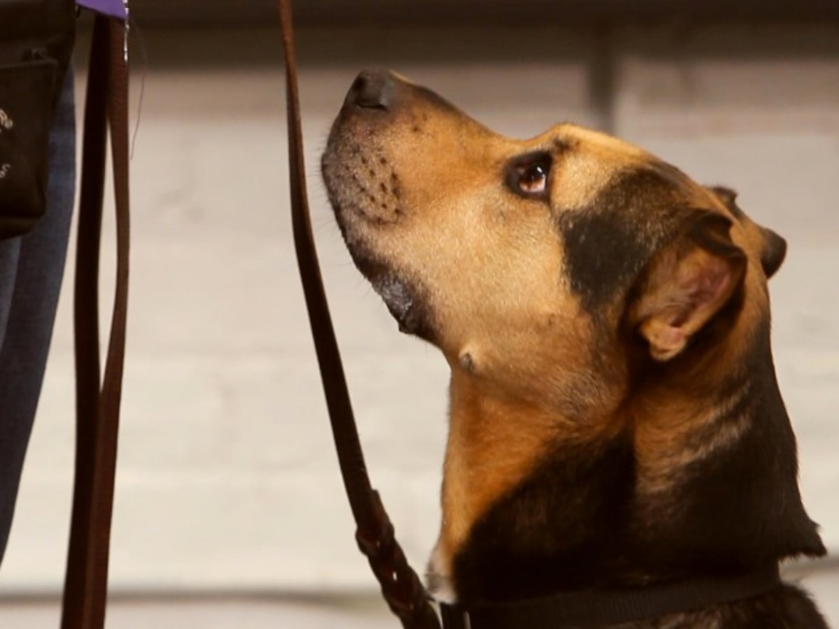 how to teach a puppy to heel