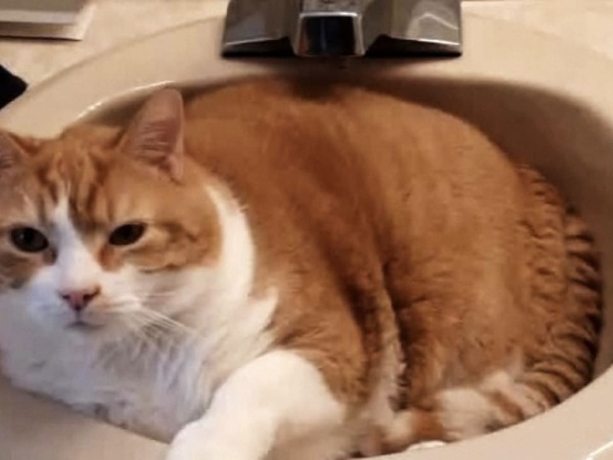how do i get cat pee out of a mattress