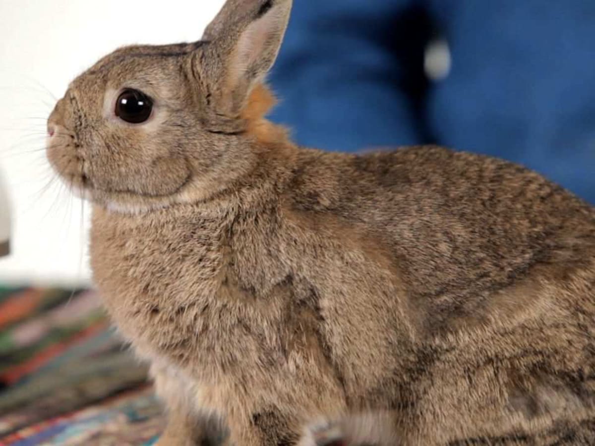 I a pet rabbit. Pet Rabbit. Rabbit Pet recipie. Bob's Pet is a Rabbit. Bunnies Hop around.