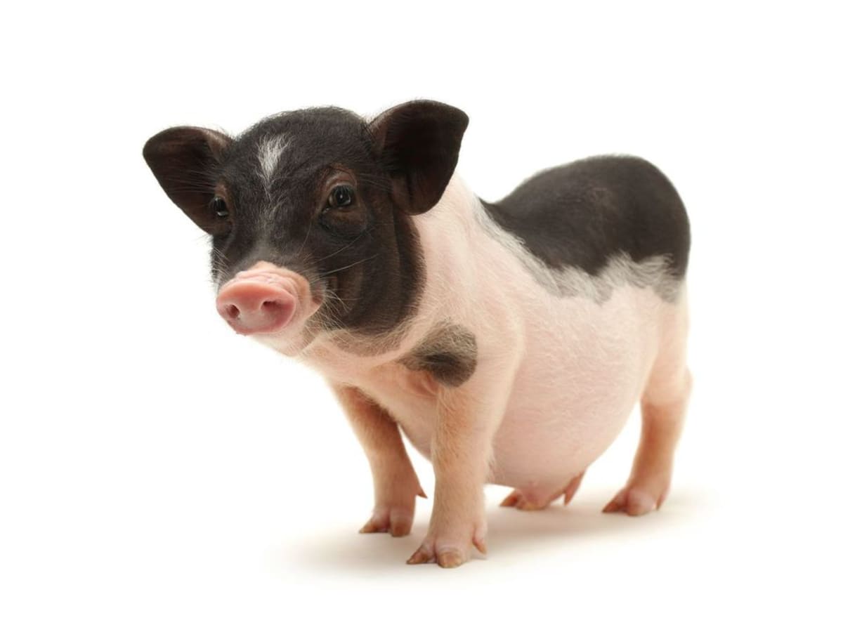 Myth of Mini Pigs Micro Pigs Howcast
