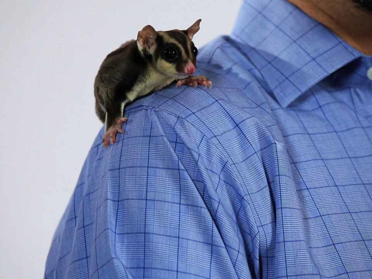 Sugar best sale glider adoption