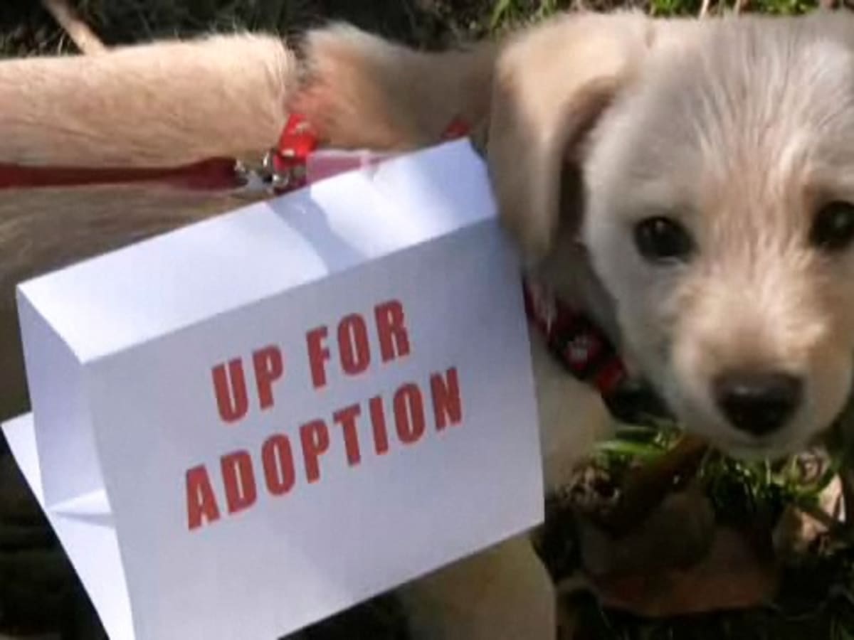 How to Give Your Dog Up for Adoption Howcast