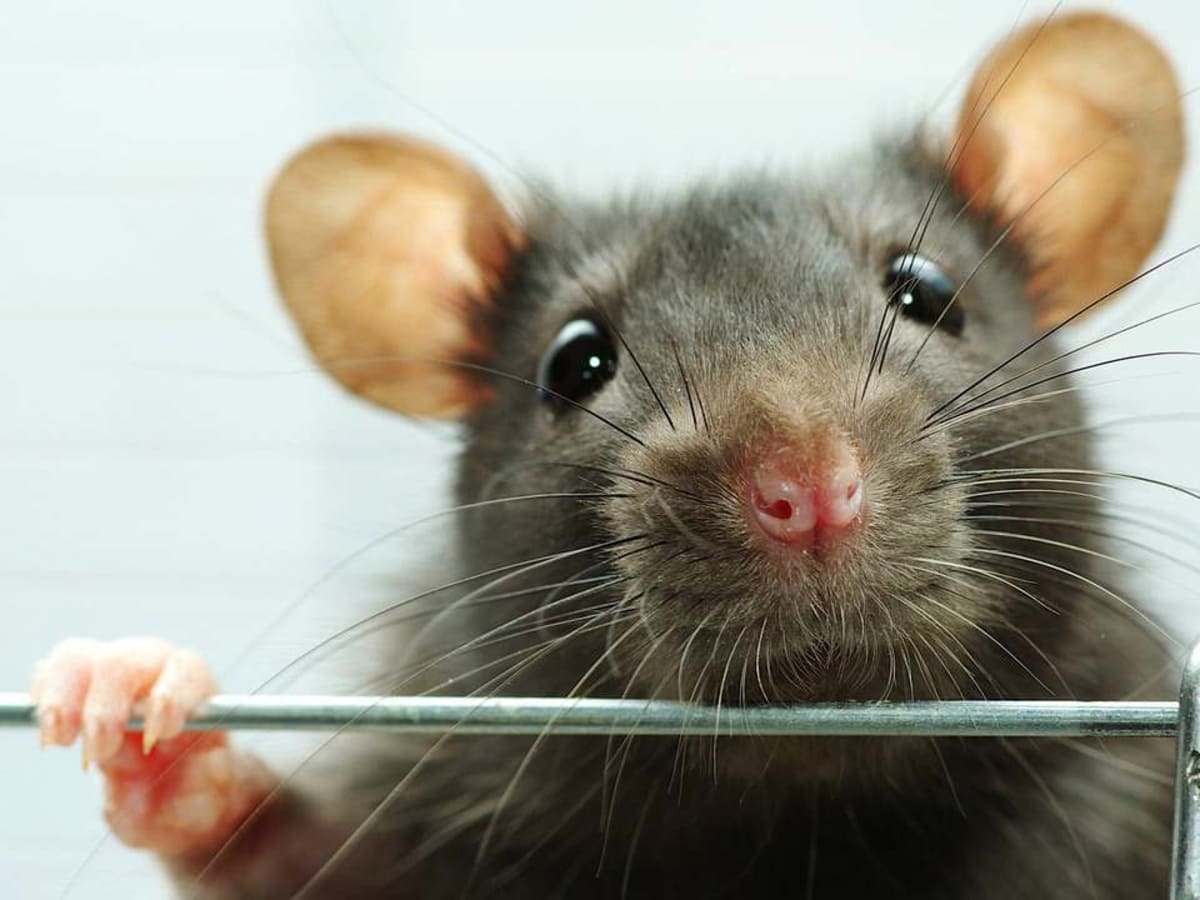 Pet rats hot sale for adoption