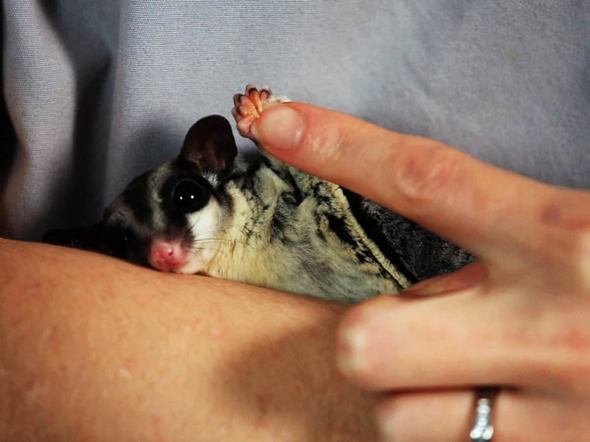 Sugar deals glider grooming